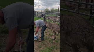 Emu Has Feelings for William || ViralHog