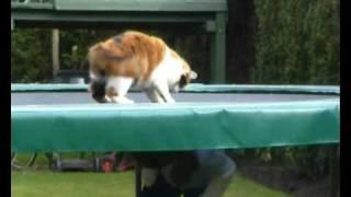 Cat on trampoline funny