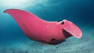 Australian Diver Comes Across A Unique Pink Manta Ray | #Pink Manta Ray