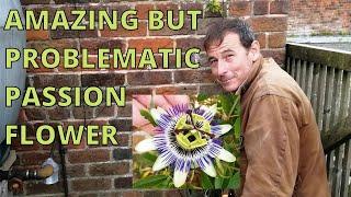 Passion Flower, gardening, passiflora.