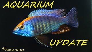 A BREAKDOWN OF MY AQUARIUM!