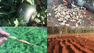 PLANTING IRISH POTATOES ON SHAN ZENZEN JAMAICAN VIBEZ FARM IN JAMAICA