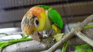 Baby Caique Parrot chewing on fresh wood perch | outdoor aviary | JC073