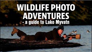 WILDLIFE PHOTOGRAPHY ADVENTURE AT LAKE MYVATN. Insiders tips for wildlife photography.