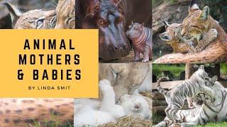 A MOTHER'S LOVE: adorable animal MOTHER & BABIES moments. Being a mother can be amazing and tough