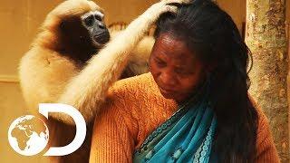 Adorable Ape Shares A Fascinating Relationship With Humans  | Wild India