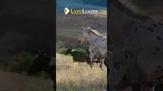 Grande Ronde River Legacy Ranch | Asotin County, Washington | Available