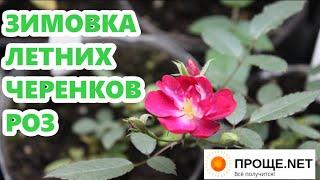 РОЗЫ.Как организовать зимовку летних черенков в доме и на улице