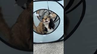 데슬이가 살쪄가는 걸 보니 곧 가을이 다가오는구나️ #cat #catlover #catvideos #사무실고양이