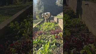 Grow Soil! Chop & drop, cardboard, & leaves.  #garden #diygardening #nodig #regenerativeagriculture