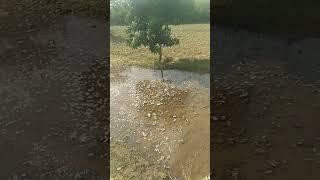 Farming # vlog