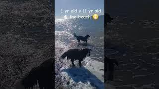 #Horses & dogs  #Beachlife #Ocean  #duet #Equestrians with dogs #Sea
