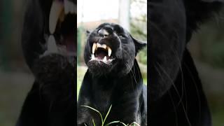 Black Panther Roaring Voice