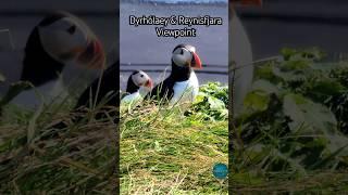 Dyrhólaey & Reynisfjara: Iconic Views and Puffin Paradise