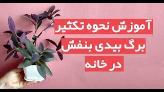 مراحل قلمه زدن و تکثیر برگ بیدی بنفش در خانه - cutting Tradescantia home