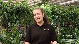 Houseplants for Your Home Available at Hicks Nurseries