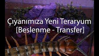 Çıyana Yeni Teraryum - Beslenme / Transfer