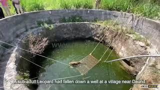 Leopard rescue from a well during lockdown | Wildlife Rescue, India | RESQ Charitable Trust