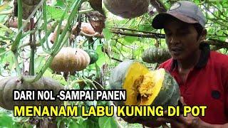 TERBARU ‼️ Cara Menanam LABU KUNING di Polybag Sistem Para Para Dari Nol Sampai Panen