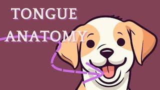 Basic anatomy of the tongue - veterinary medicine