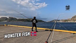 Hooking a Monster, Massive Halibut In Norway.