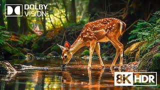 The Wild Exploration of Nature’s Greatest Predators in 8K HDR Dolby Vision™