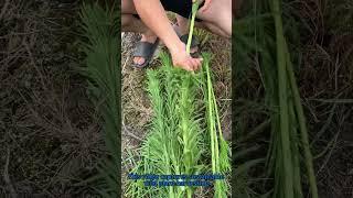 Wild Edible Foraging: Surprising Uses of Fleabane You Never Knew!