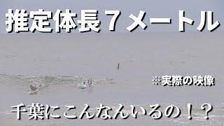 8月22日千葉県の海岸サーフィン歴２５年の主も初めて見る大きさの生物に出会いました。※求む海洋生物専門家