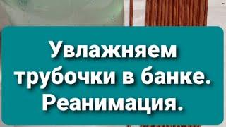 Увлажнение или реанимация трубочек.