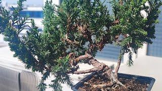 Slip potting a bonsai tree