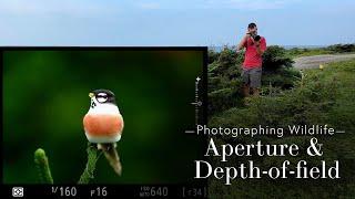 Aperture and Depth of Field for Bird Photography