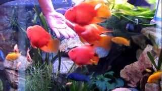 Feeding my RED PARROT FISH and other ciclids...