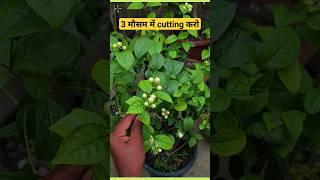 how to prune mogra / jasmine plant
