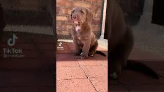 Baby dog cries @ global bites.  Titok
