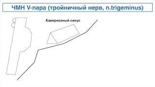 Тройничный нерв. Nervus trigeminus