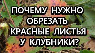 Почему нужно обрезать красные листья у клубники?