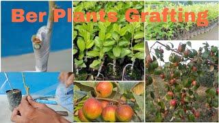 Ber Plant Grafting । How to graft Ber Plant