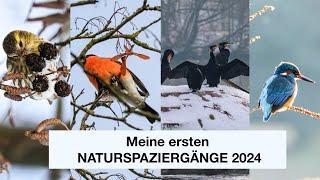 Meine ersten Naturspaziergänge 2024: Erlenzeisig, Eisvogel, Gimpel, Rotdrossel und Co.