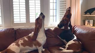 bassets howling together!