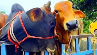 cow unloading, cow videos, cow video, animal, big cow, goru hamba cow, Ep-79