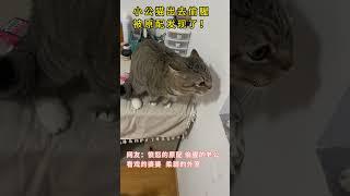 小公猫半夜冒着雨出轨被老婆发现！！！原配歇斯底里要说法，公猫心虚不敢反抗，小三猫在外面一脸担忧…#cat #funnycat #funnyvideo #catshorts