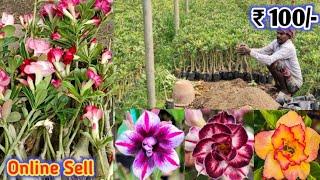 Grafted Adenium Plants | Online Sale | Adenium Combo | Low Price Desert Rose