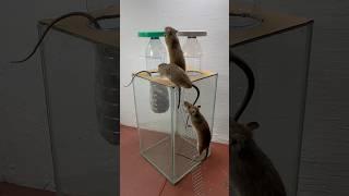 Best homemade mouse trap ideas // Mouse trap 2#rat #rattrap #mousetrap #shorts