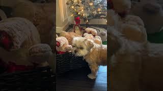 Dog Can’t Find Her Favorite Toy  #dogshorts  #funnypets #fyp #shorts #dog