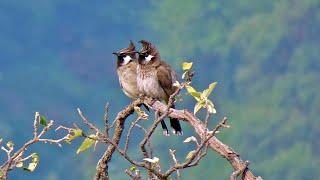 Bulbuls: Melodious Songsters of the Avian Realm