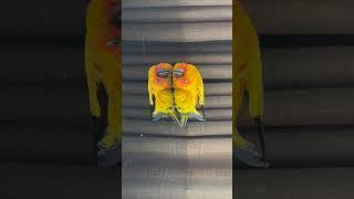 Nemo the Sun Conure parrot laying down on the piano ready for napping | JC168