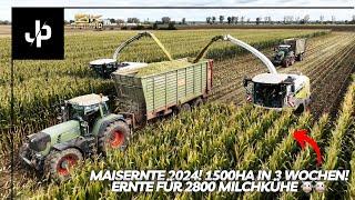 1500ha Mais in 3 Wochen!  Ernte für 2800 Milchkühe || JP Agrar