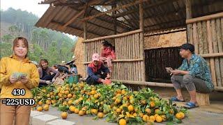 Orange harvest sell for money to send children to school. Building Life, Episode 230