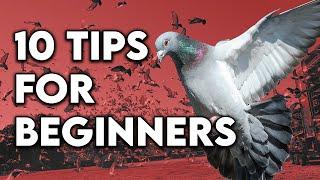 Top ten tips for Pigeon racing beginners