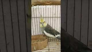 Cockatiel bird#shorts #birds #tiktokbird